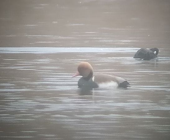 hełmiatka  - Łukasz Matyjasiak