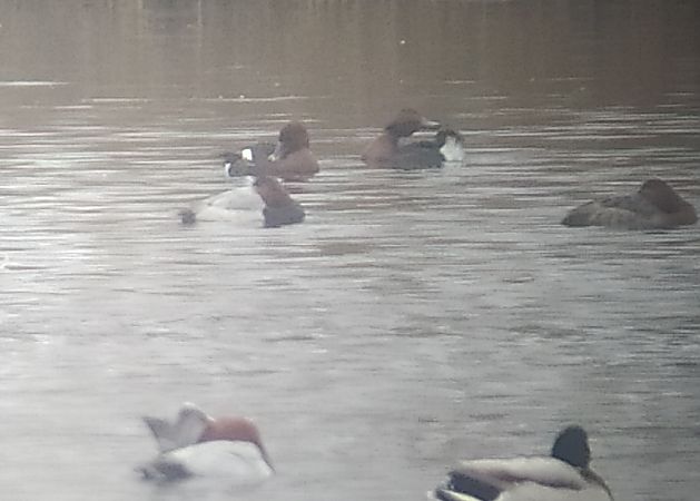 podgorzałka  - Łukasz Matyjasiak