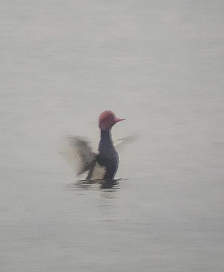 hełmiatka  - Łukasz Matyjasiak