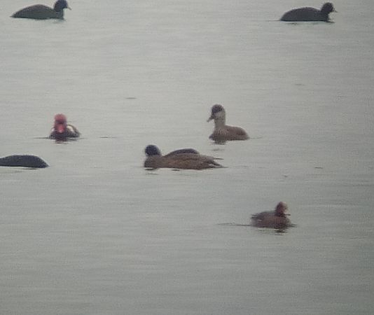 Nette rousse  - Łukasz Matyjasiak