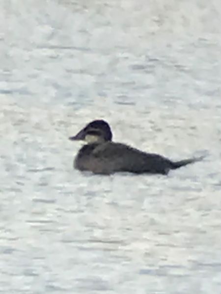 sterniczka  - Robert Wysocki