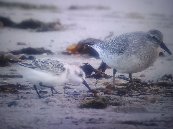 Red Knot  - Piotr Janowicz