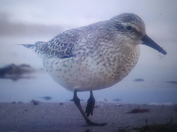 biegus rdzawy  - Piotr Janowicz