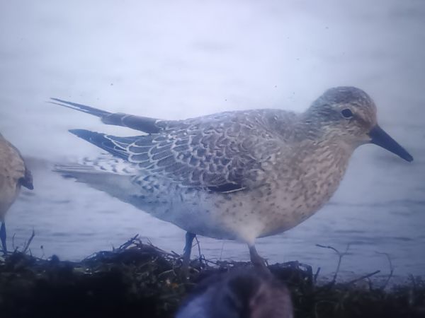 biegus rdzawy  - Piotr Janowicz