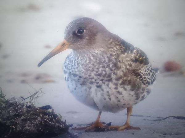 Purple Sandpiper  - Piotr Janowicz