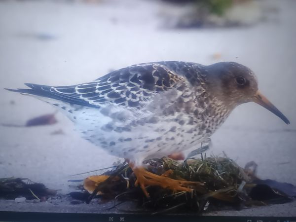 biegus morski  - Piotr Janowicz