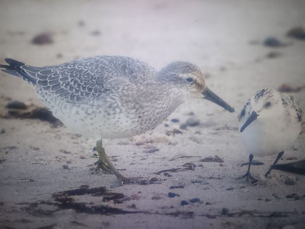 Sanderling  - Piotr Janowicz