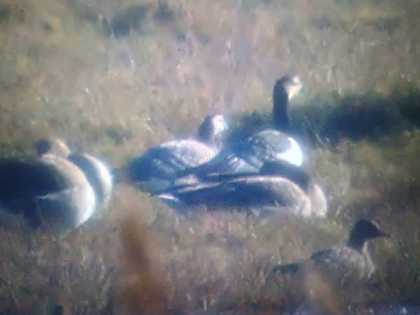 bernikla białolica  - Piotr Janowicz