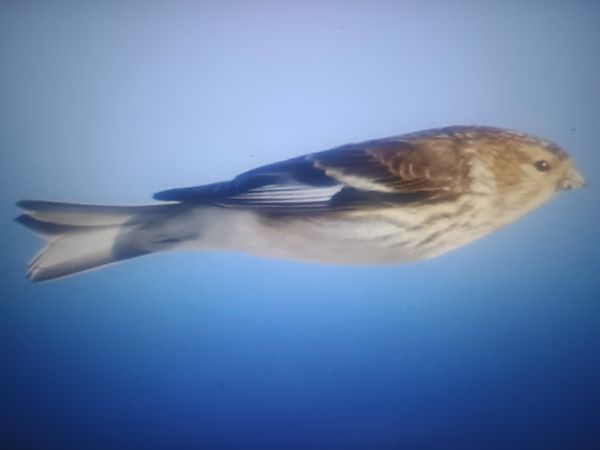 Berghänfling  - Piotr Janowicz