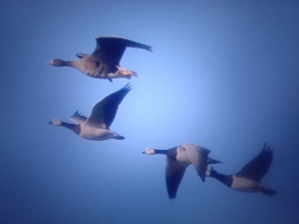 bernikla białolica  - Piotr Janowicz