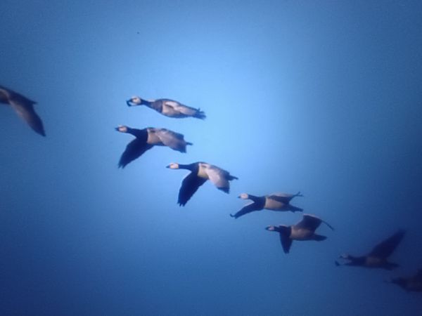 bernikla białolica  - Piotr Janowicz