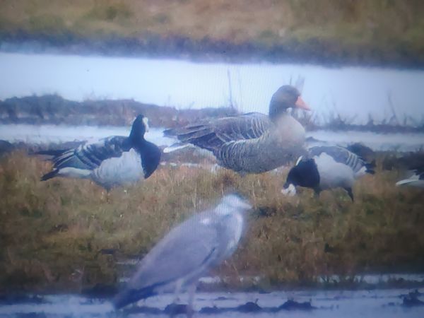 bernikla białolica  - Piotr Janowicz