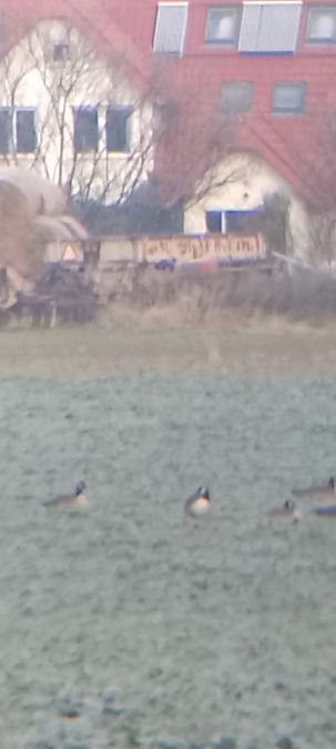 bernikla kanadyjska  - Piotr Janowicz