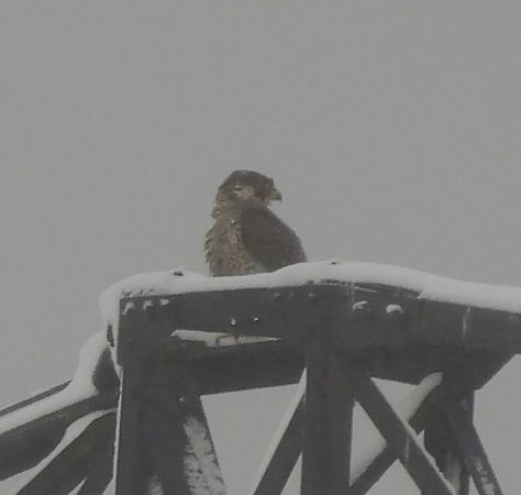 sokół wędrowny  - Marek Janas