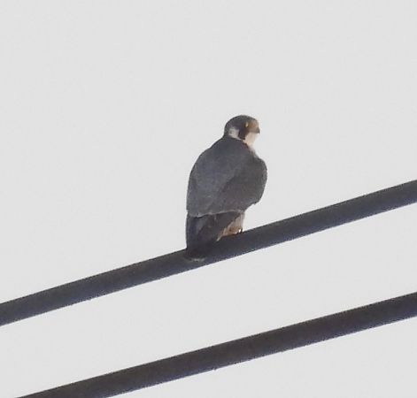 sokół wędrowny  - Marek Janas