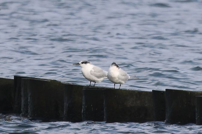 rybitwa czubata  - Adam Raciborski