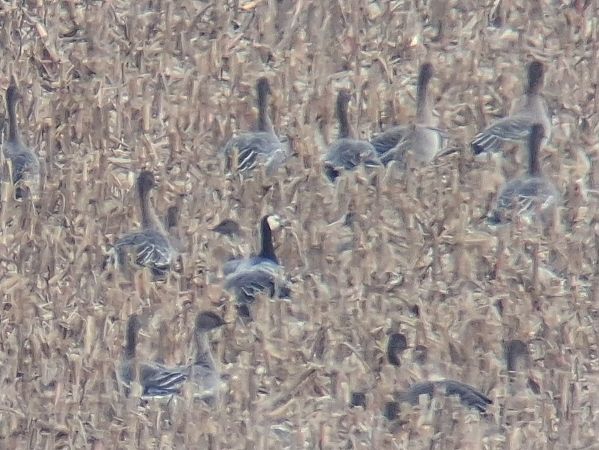 bernikla białolica  - Wojciech Siuda