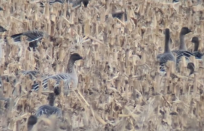 gęś krótkodzioba  - Wojciech Siuda