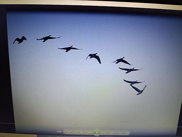 bernikla białolica  - Piotr Olszewski