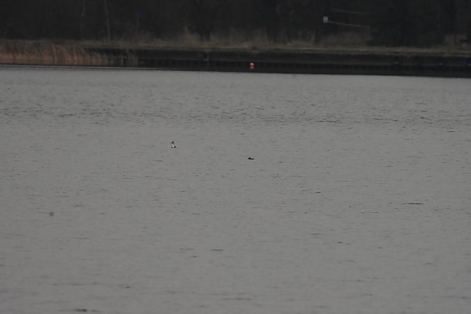 sterniczka  - Piotr Giertych