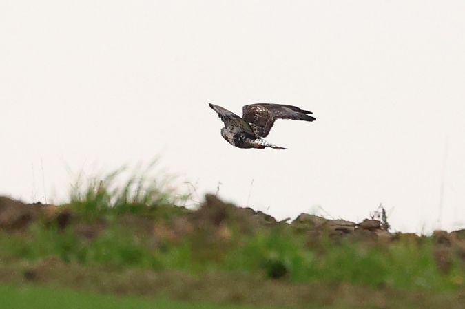 myszołów włochaty 