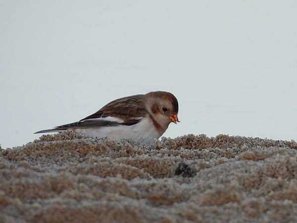 śnieguła  - Marek Krawczyk