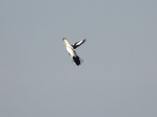 srokosz (ssp. homeyeri)  - Marek Krawczyk