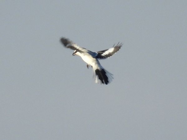 srokosz (ssp. homeyeri)  - Marek Krawczyk