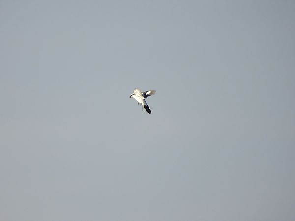 srokosz (ssp. homeyeri)  - Marek Krawczyk