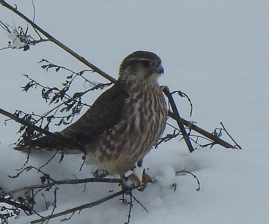 drzemlik  - Waldemar Gustaw