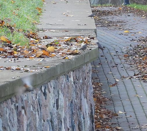 Black Redstart  - Wojciech Łapiński