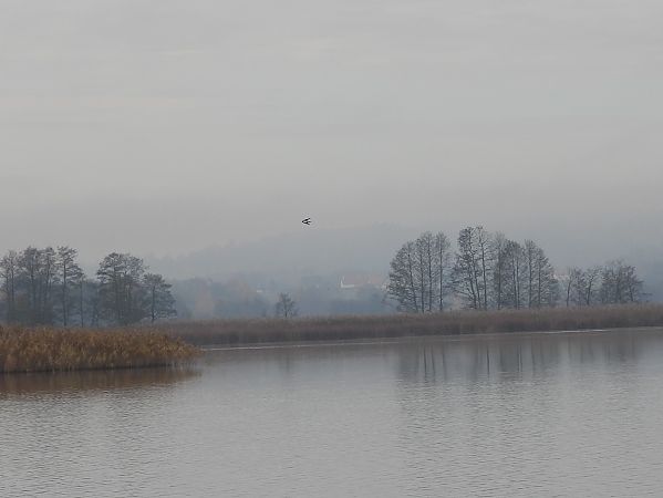Barn Swallow  - Wojciech Łapiński