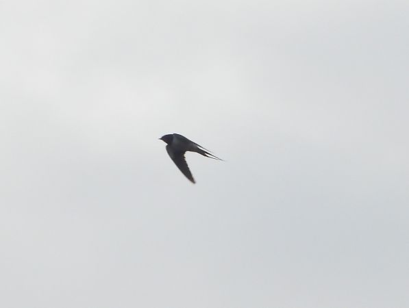 Rauchschwalbe  - Wojciech Łapiński