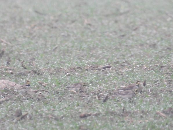 górniczek  - Wojciech Łapiński