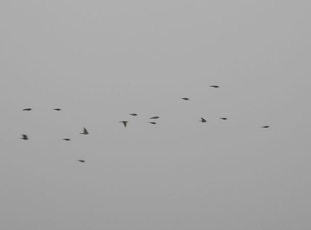 górniczek  - Wojciech Łapiński