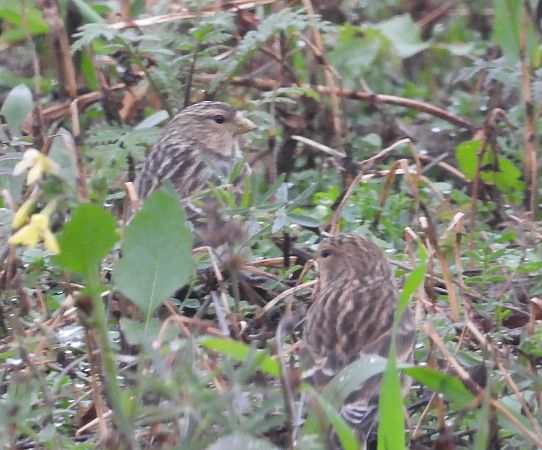 rzepołuch  - Wojciech Łapiński