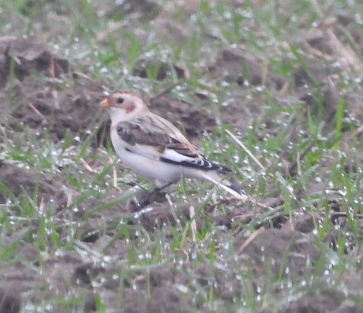 śnieguła  - Wojciech Łapiński