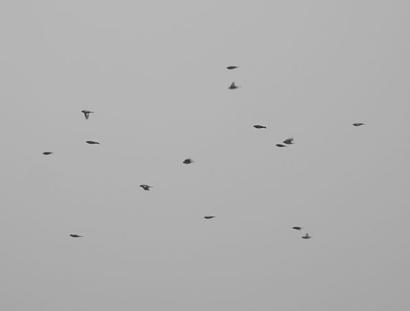 Bruant des neiges  - Wojciech Łapiński