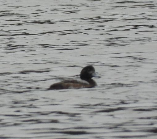 ogorzałka  - Wojciech Łapiński