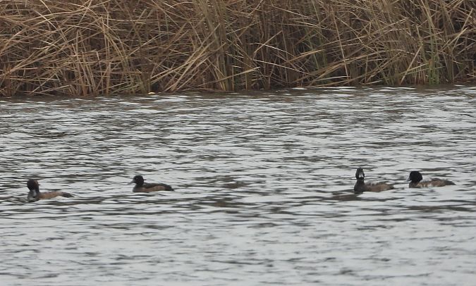 ogorzałka  - Wojciech Łapiński