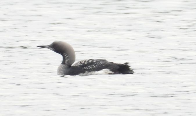 Black-throated Loon  - Wojciech Łapiński