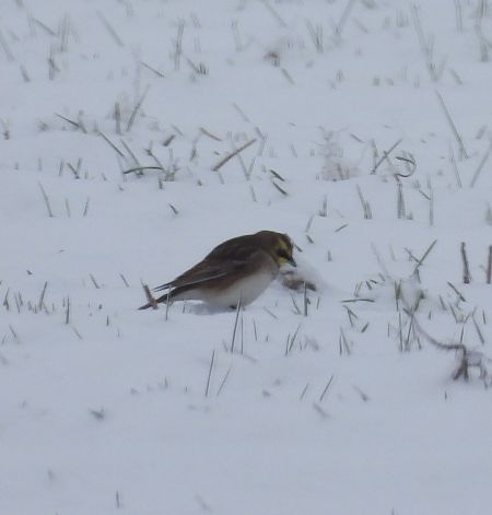 górniczek  - Wojciech Łapiński