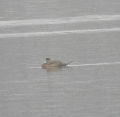 sterniczka  - Wojciech Łapiński