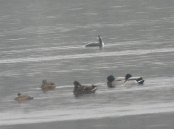 sterniczka  - Wojciech Łapiński