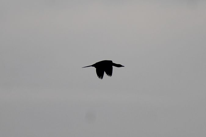 kormoran mały  - Piotr Wal