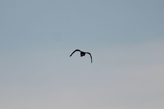 kormoran mały  - Piotr Wal