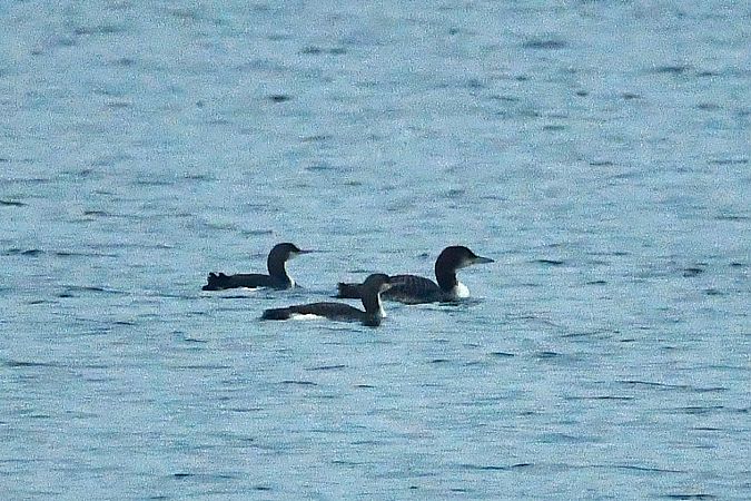 lodowiec  - Agnieszka Biernacka