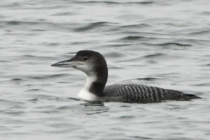 lodowiec  - Agnieszka Biernacka
