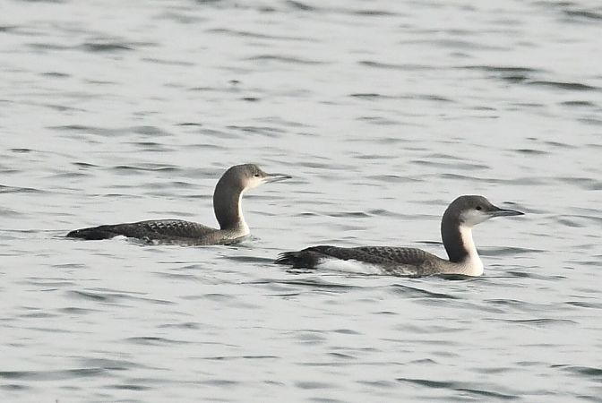 nur czarnoszyi  - Agnieszka Biernacka