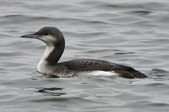 Plongeon arctique  - Agnieszka Biernacka